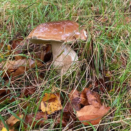 O Freixo Holiday home