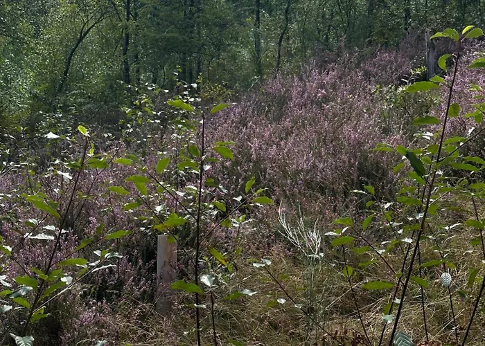 بيت للعطل O Freixo *